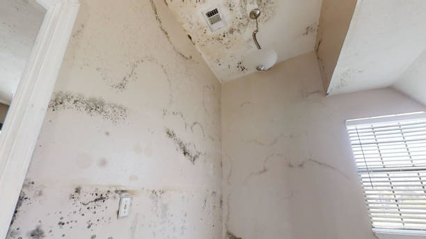 Queen Creek, AZ Mold Removal Company