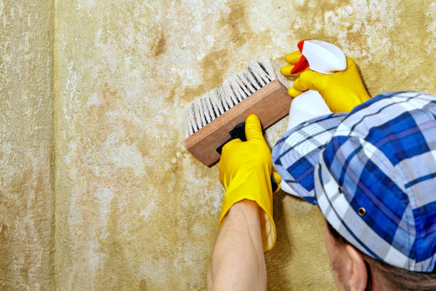 Best Real Estate Mold Inspection  in Queen Creek, AZ