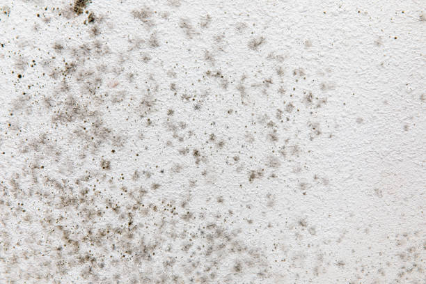 Mold Documentation for Insurance Claims in Queen Creek, AZ
